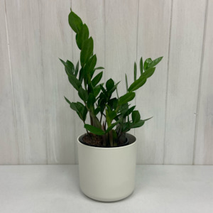 Plants And Pots: ZZ Plant in White Elho Pot