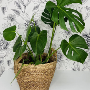 Plants And Pots: Monstera Deliciosa in Pot