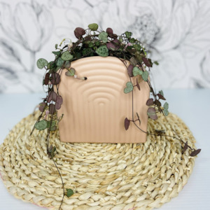 Plants And Pots: Chain of Hearts Plant