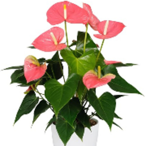 Plants Styling: Anthurium (Flamingo flower)
