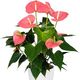 Anthurium (Flamingo flower)