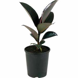 Plants Styling: Ficus ‘Burgundy’ (Dark leaved Rubber Tree)