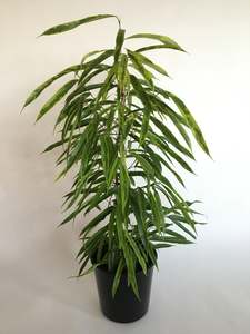 Plants Styling: Ficus 'Amstel Gold'