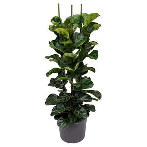 Plants Styling: Ficus ‘Bambino’