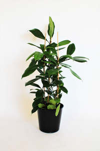 Plants Styling: Ficus Cyathistipula (African Fig)