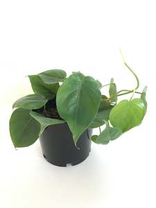 Plants Styling: Heartleaf (Philodendron scandens)