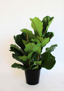 Plants Styling: Fiddle Leaf Fig (Ficus lyrata)