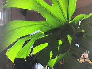 Plants Styling: Monstera deliciosa