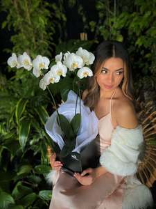 Plants 1: Phalaenopsis Orchid + Presentation Gift Box