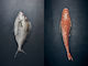 Seafood Pack: Tarakihi & Gurnard