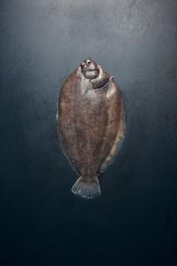 Fresh Lemon Sole fillets