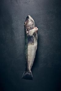 Fresh Blue Cod Fillets