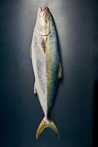 Products: Fresh Kingfish filllets