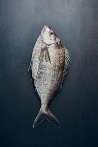 Fresh Tarakihi Fillets