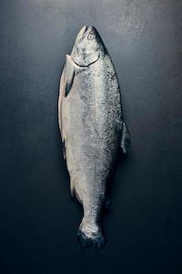 Fresh Salmon Fillets