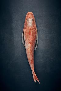 Fresh Gurnard Fillets