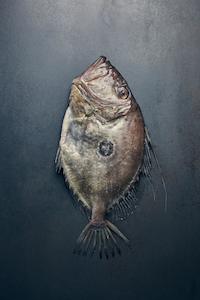 Fresh John Dory Fillets