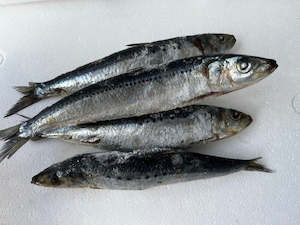 NZ Pilchard