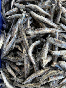 NZ Anchovies