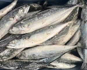 NZ Blue (English) Mackerel