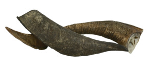 Chews: Wild Goat Horn Chew Large