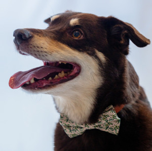 Olive You: Olive You Bow Tie