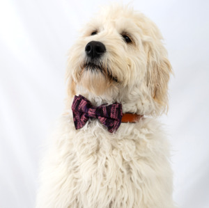 Floral Fields Bow Tie