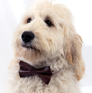 All Dog Bowties: Midnight Oak - Real Leather Bow Tie