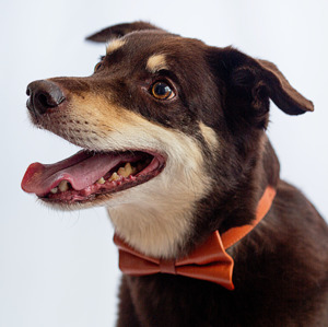 All Dog Bowties: Tawny Plateau - Real Leather Bow Tie
