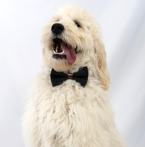 Slate Summit Bow Tie