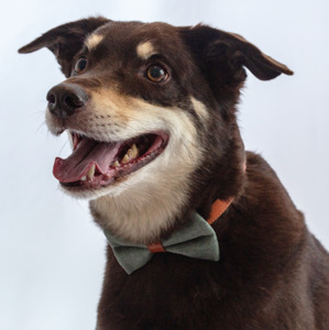 All Dog Bowties: Greenstone Glamour Bow Tie