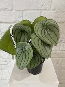 plants: Peperomia Watermelon
