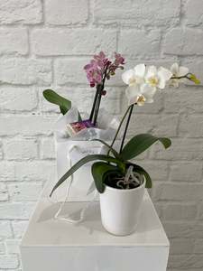 Plants: Mini Orchid