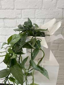 Plants: Cebu Blue