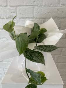 Plants: Silvery Ann