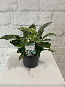 Plants: Philodedron Birkin