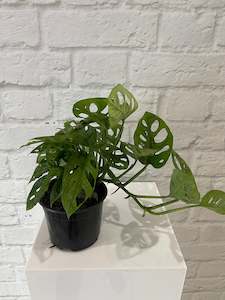 Plants: Monstera Monkey Mask