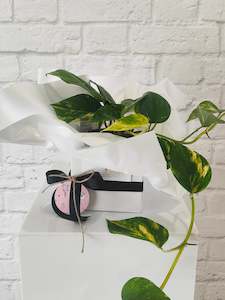 Plants: Marble Queen