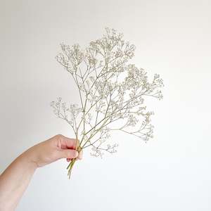 Botanic Bar: Gypsophila
