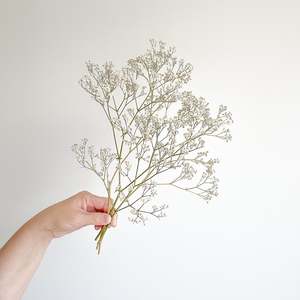 Botanic Bar: Gypsophila