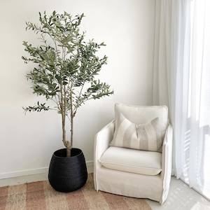 Double trunk Olive Tree - PRE ORDER