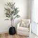 Double trunk Olive Tree - PRE ORDER