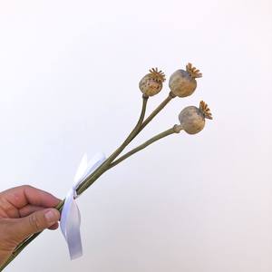 Botanic Bar: Poppy Heads