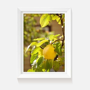 Products: Autumn Pear - Wild on Walls