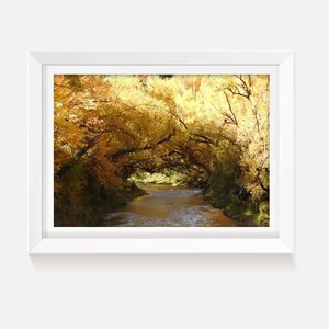 Products: Autumn Glow - Wild on Walls