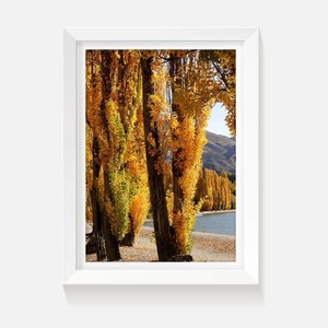 Autumn Gold - Wild on Walls