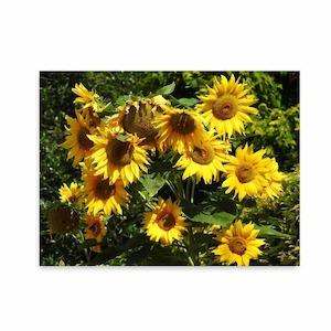 Sunflower Metal Art Wild On Walls