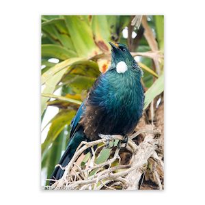 Outdoor Wall Art Nz Tui Wild On Walls Garden Art Nz