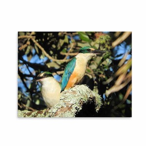 Outdoor Wall Plaques Kingfisher Wild On Walls Art Nz