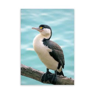 METAL WALL ART Little Pied Cormorant WILD ON WALLS NZ MADE